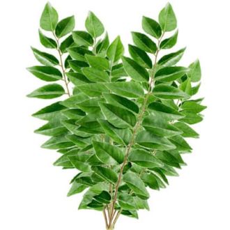 Fresh Curry Leaves, ताजा करी पत्ता (Frische Curryblätter) 20g