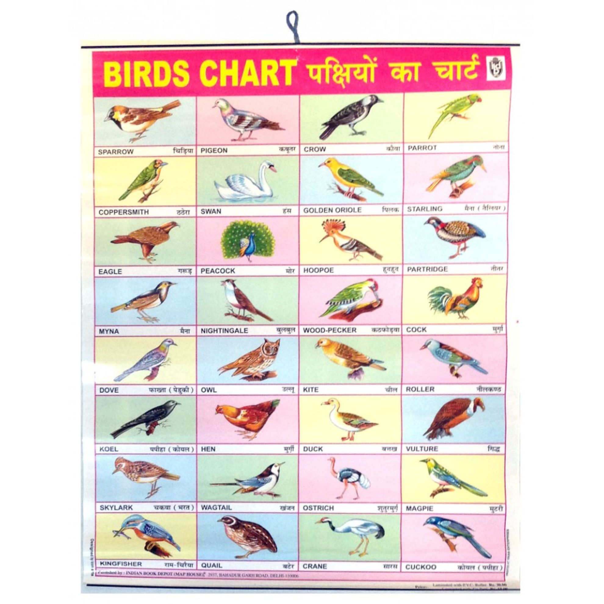 Large Birds-Chart-Poster (57 x 45cm) for the Wall - Colored - English/Hindi
